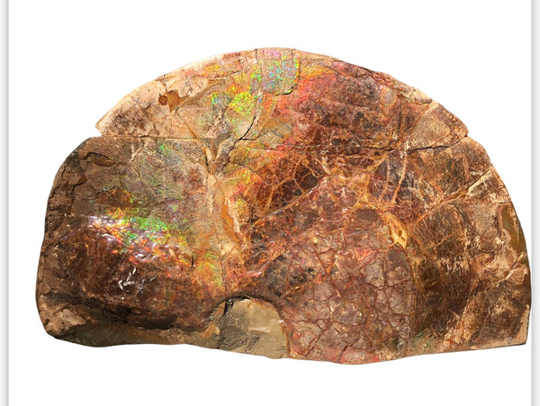 18" Double-Sided Ammolite Display Stone  Huge Fossil Section Piece 178mm 18" Collector Stone Home Décor  - CS-219***アンモライト 超大型両面　コレクターストーン