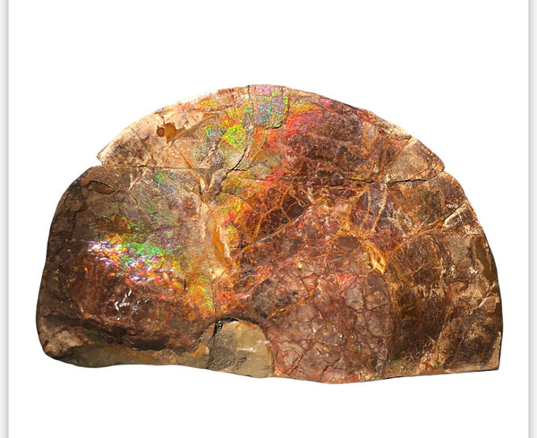 18" Double-Sided Ammolite Display Stone  Huge Fossil Section Piece 178mm 18" Collector Stone Home Décor  - CS-219***アンモライト 超大型両面　コレクターストーン