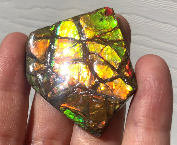 Ammolite Rough Display  43mm - RS-26  Rough Stone Collection Ammolite