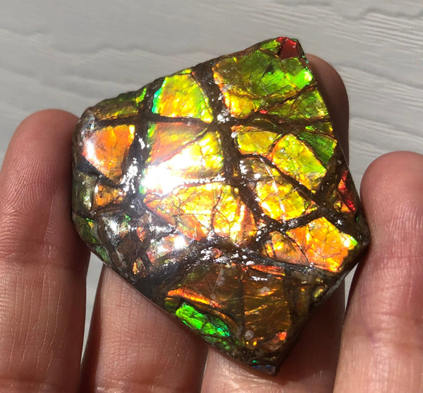 Ammolite Rough Display  43mm - RS-26  Rough Stone Collection Ammolite