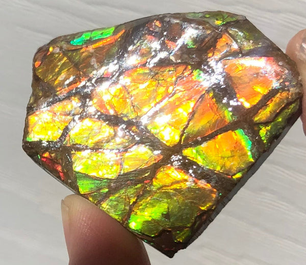 Ammolite Rough Display  43mm - RS-26  Rough Stone Collection Ammolite