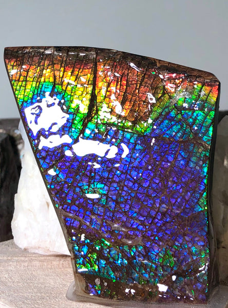 AAA Dragon Skin Collector Stone Double Sided Specimen - CS-204***FREE SHIPPING****アンモライト　コレクターストーン