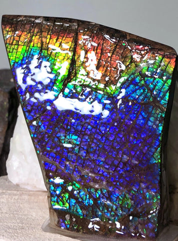 AAA Dragon Skin Collector Stone Double Sided Specimen - CS-204***FREE SHIPPING****アンモライト　コレクターストーン