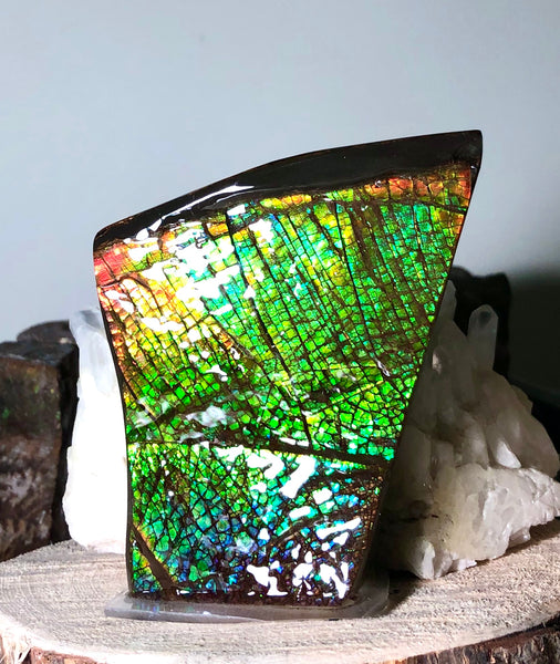 AAA Dragon Skin Collector Stone Double Sided Specimen - CS-204***FREE SHIPPING****アンモライト　コレクターストーン