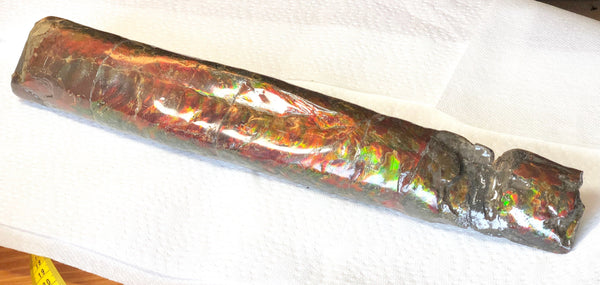 AF-31  445 x 70  x 42mm Canadian Ammolite Bacculite Fossil カナディアン Baculites　バキュライト　アンモライト Baculite