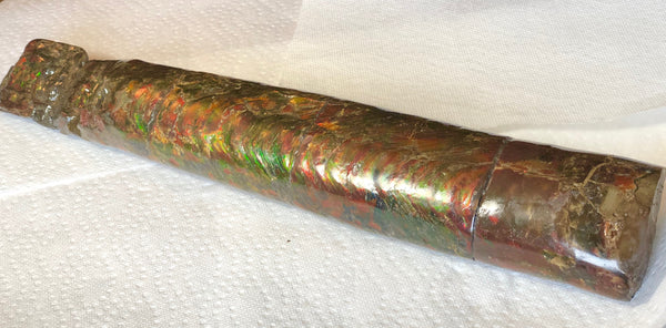 AF-31  445 x 70  x 42mm Canadian Ammolite Bacculite Fossil カナディアン Baculites　バキュライト　アンモライト Baculite