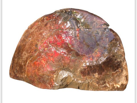 18" Double-Sided Ammolite Display Stone  Huge Fossil Section Piece 178mm 18" Collector Stone Home Décor  - CS-219***アンモライト 超大型両面　コレクターストーン