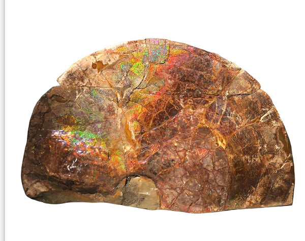18" Double-Sided Ammolite Display Stone  Huge Fossil Section Piece 178mm 18" Collector Stone Home Décor  - CS-219***アンモライト 超大型両面　コレクターストーン