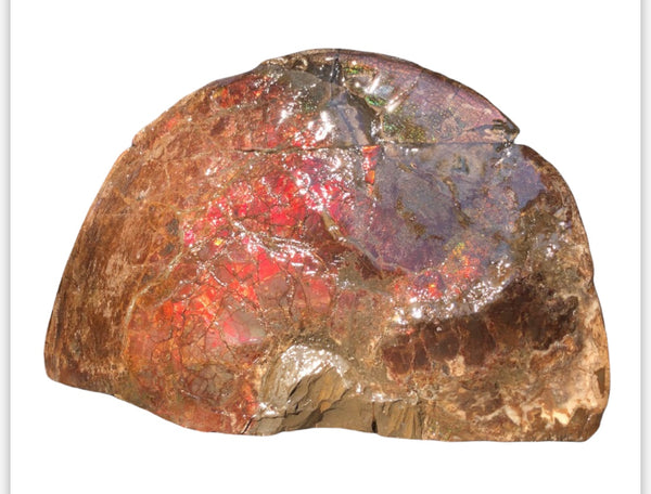 18" Double-Sided Ammolite Display Stone  Huge Fossil Section Piece 178mm 18" Collector Stone Home Décor  - CS-219***アンモライト 超大型両面　コレクターストーン
