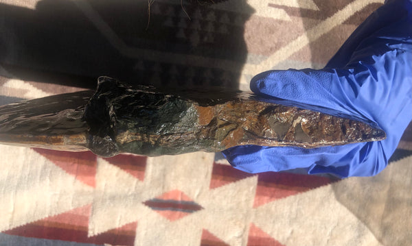 AF-75 Ammonite Fossil - Placenticeras Meeki　Ammolite **FREE SHIPPING***　