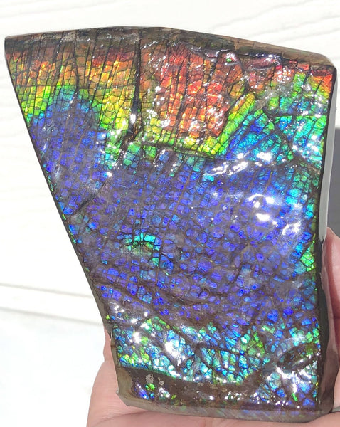 AAA Dragon Skin Collector Stone Double Sided Specimen - CS-204***FREE SHIPPING****アンモライト　コレクターストーン