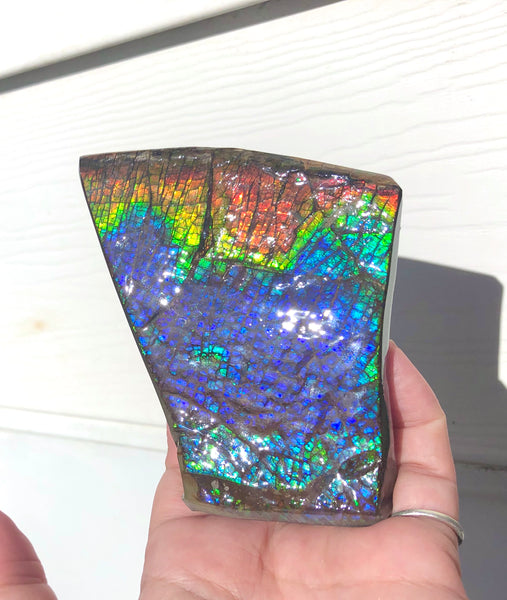 AAA Dragon Skin Collector Stone Double Sided Specimen - CS-204***FREE SHIPPING****アンモライト　コレクターストーン