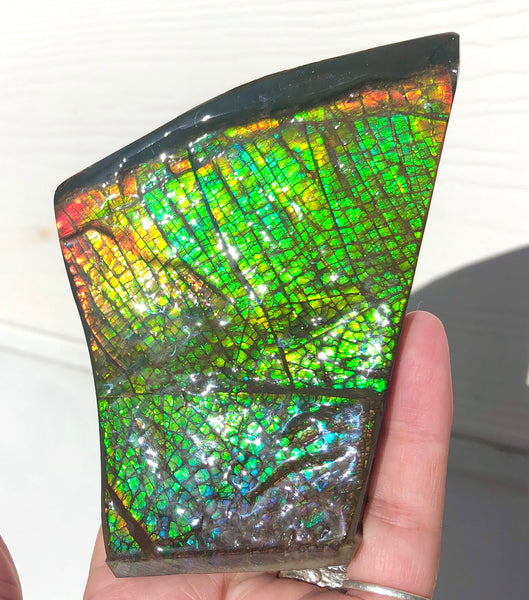 AAA Dragon Skin Collector Stone Double Sided Specimen - CS-204***FREE SHIPPING****アンモライト　コレクターストーン