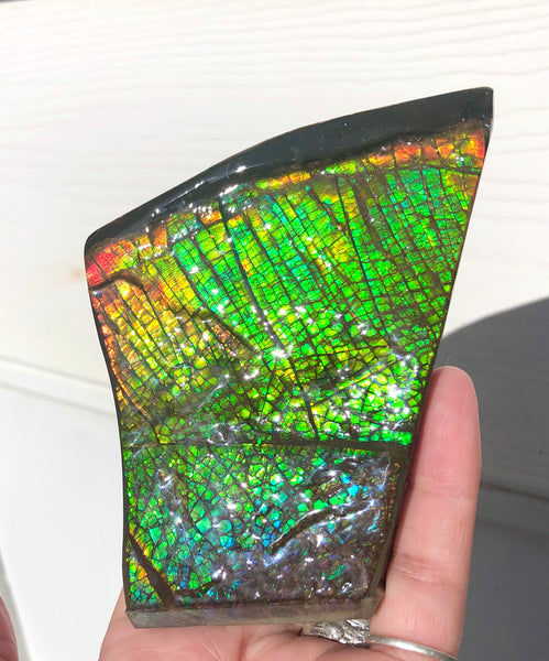 AAA Dragon Skin Collector Stone Double Sided Specimen - CS-204***FREE SHIPPING****アンモライト　コレクターストーン