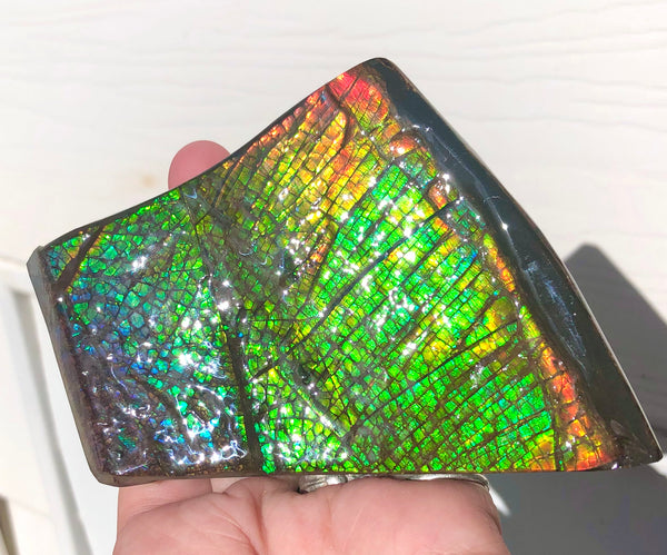 AAA Dragon Skin Collector Stone Double Sided Specimen - CS-204***FREE SHIPPING****アンモライト　コレクターストーン