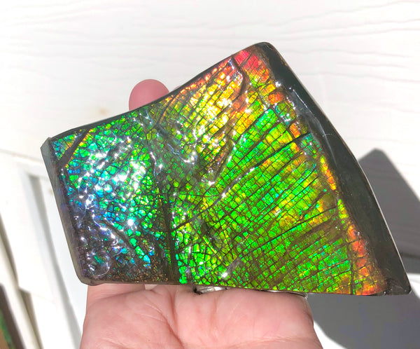 AAA Dragon Skin Collector Stone Double Sided Specimen - CS-204***FREE SHIPPING****アンモライト　コレクターストーン