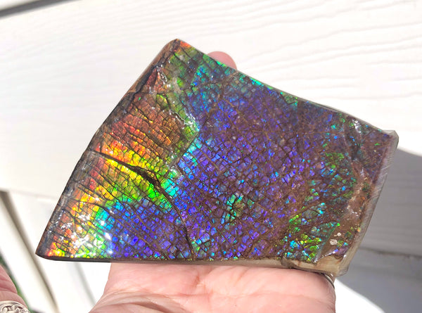 AAA Dragon Skin Collector Stone Double Sided Specimen - CS-204***FREE SHIPPING****アンモライト　コレクターストーン