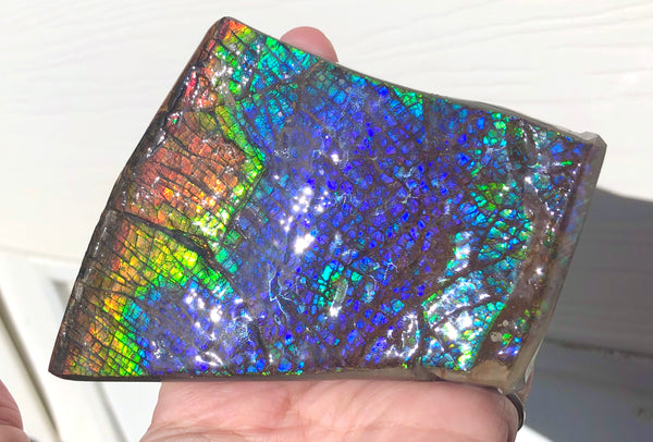 AAA Dragon Skin Collector Stone Double Sided Specimen - CS-204***FREE SHIPPING****アンモライト　コレクターストーン