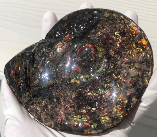 5.3" AF-84  Ammonite Fossil - Placenticeras Meeki　Ammolite **FREE SHIPPING***　