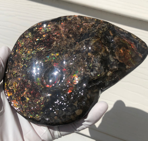 5.3" AF-84  Ammonite Fossil - Placenticeras Meeki　Ammolite **FREE SHIPPING***　