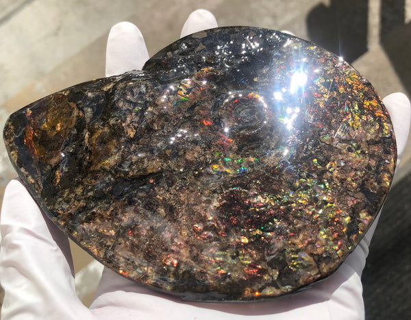 5.3" AF-84  Ammonite Fossil - Placenticeras Meeki　Ammolite **FREE SHIPPING***　