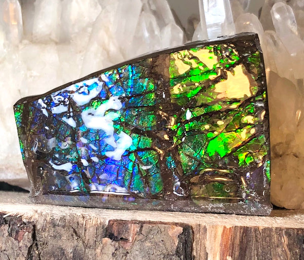 Ammolite Display  63x40mmx23mm - RS-15 Rough Stone Ammlite  アンモライト 原石ラフ