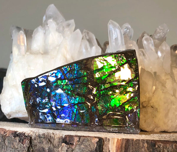 Ammolite Display  63x40mmx23mm - RS-15 Rough Stone Ammlite  アンモライト 原石ラフ