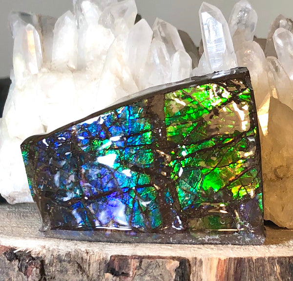 Ammolite Display  63x40mmx23mm - RS-15 Rough Stone Ammlite  アンモライト 原石ラフ