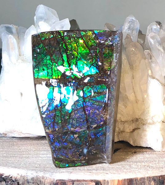 Ammolite Display  63x40mmx23mm - RS-15 Rough Stone Ammlite  アンモライト 原石ラフ