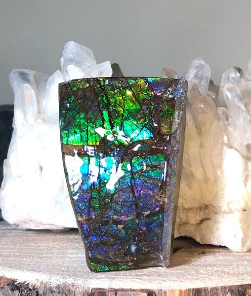Ammolite Display  63x40mmx23mm - RS-15 Rough Stone Ammlite  アンモライト 原石ラフ