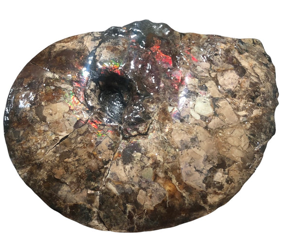 AF-75 Ammonite Fossil - Placenticeras Meeki　Ammolite **FREE SHIPPING***　