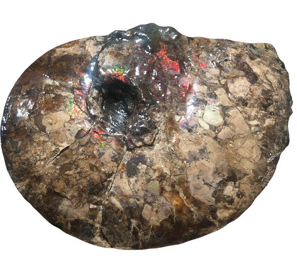 AF-75 Ammonite Fossil - Placenticeras Meeki　Ammolite **FREE SHIPPING***　