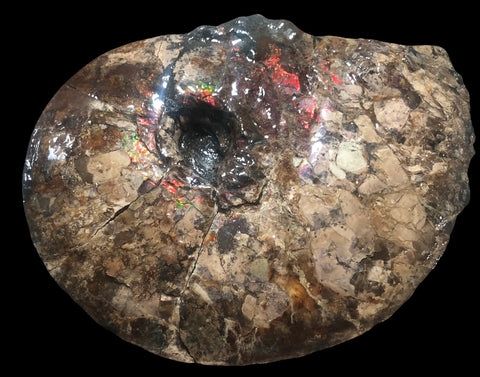 AF-75 Ammonite Fossil - Placenticeras Meeki　Ammolite **FREE SHIPPING***　