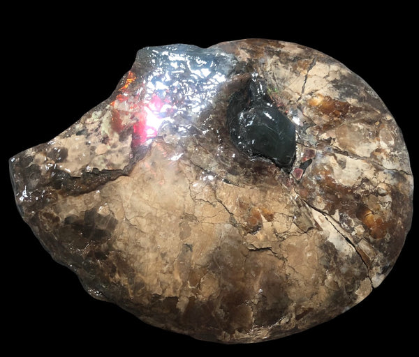 AF-75 Ammonite Fossil - Placenticeras Meeki　Ammolite **FREE SHIPPING***　