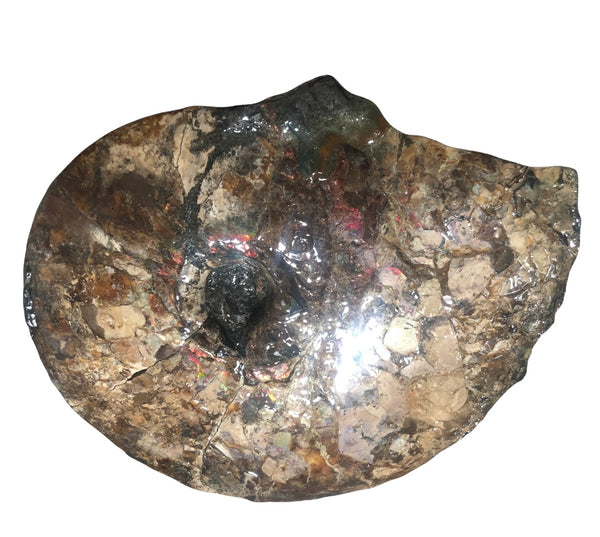AF-75 Ammonite Fossil - Placenticeras Meeki　Ammolite **FREE SHIPPING***　
