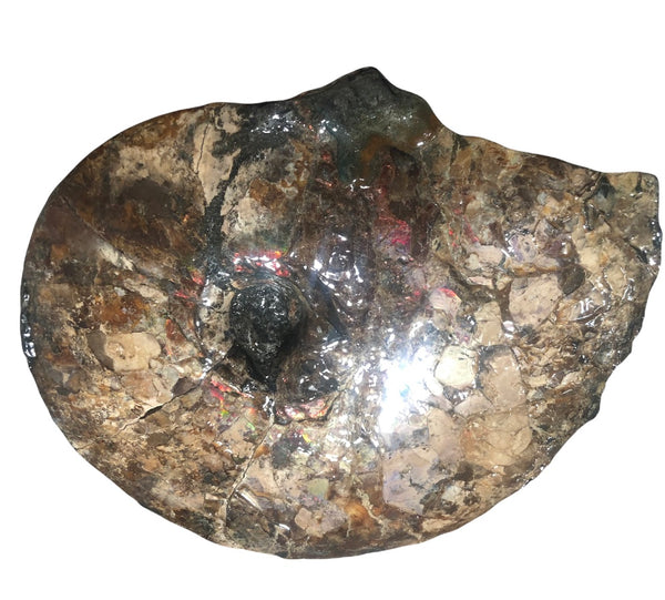 AF-75 Ammonite Fossil - Placenticeras Meeki　Ammolite **FREE SHIPPING***　