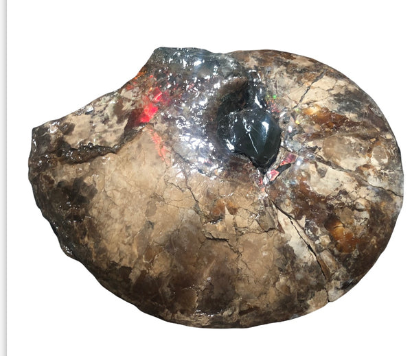 AF-75 Ammonite Fossil - Placenticeras Meeki　Ammolite **FREE SHIPPING***　