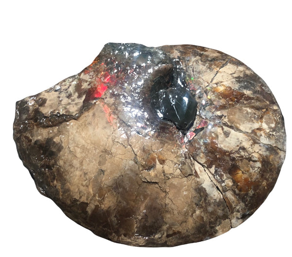 AF-75 Ammonite Fossil - Placenticeras Meeki　Ammolite **FREE SHIPPING***　