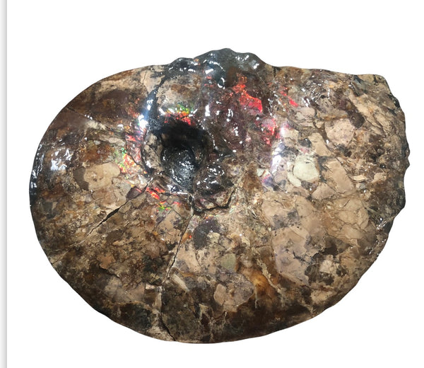 AF-75 Ammonite Fossil - Placenticeras Meeki　Ammolite **FREE SHIPPING***　
