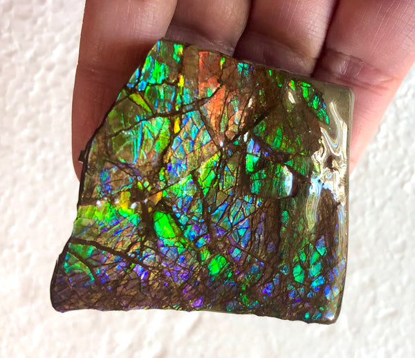 Ammolite Display   63x57mmx22mm - RS-16 Rough Stone Ammlite  アンモライト 原石ラフ
