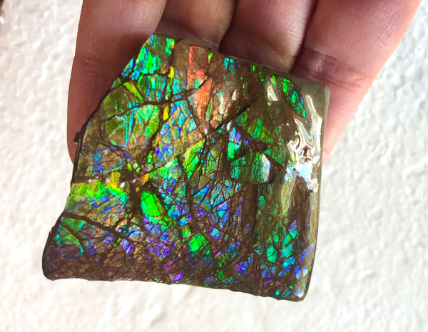 Ammolite Display   63x57mmx22mm - RS-16 Rough Stone Ammlite  アンモライト 原石ラフ