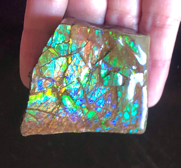 Ammolite Display   63x57mmx22mm - RS-16 Rough Stone Ammlite  アンモライト 原石ラフ