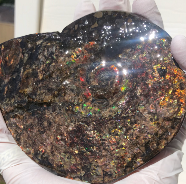 5.3" AF-84  Ammonite Fossil - Placenticeras Meeki　Ammolite **FREE SHIPPING***　