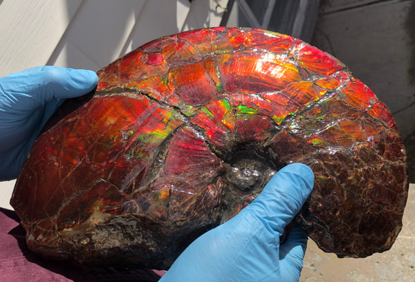 AF-79 Near complete Ammonite Fossil - Placenticeras Meeki　Ammolite **FREE SHIPPING***　