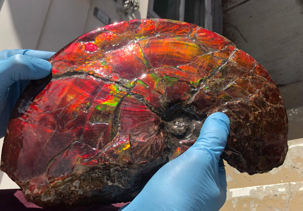 AF-79 Near complete Ammonite Fossil - Placenticeras Meeki　Ammolite **FREE SHIPPING***　