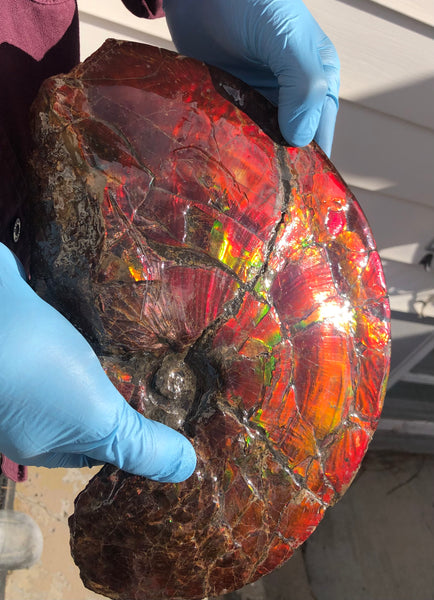 AF-79 Near complete Ammonite Fossil - Placenticeras Meeki　Ammolite **FREE SHIPPING***　