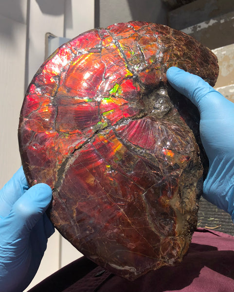 AF-79 Near complete Ammonite Fossil - Placenticeras Meeki　Ammolite **FREE SHIPPING***　