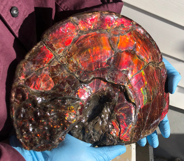 AF-79 Near complete Ammonite Fossil - Placenticeras Meeki　Ammolite **FREE SHIPPING***　