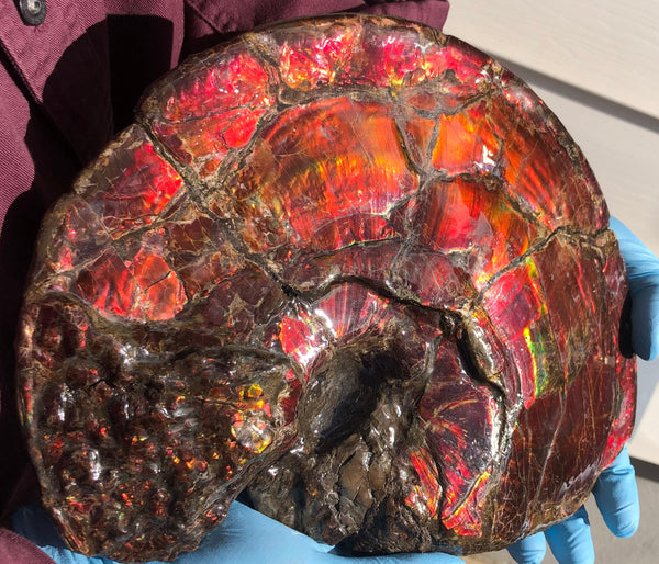 AF-79 Near complete Ammonite Fossil - Placenticeras Meeki　Ammolite **FREE SHIPPING***　