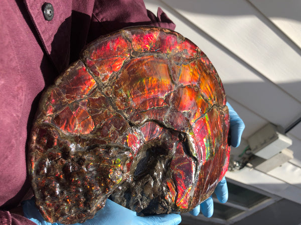 AF-79 Near complete Ammonite Fossil - Placenticeras Meeki　Ammolite **FREE SHIPPING***　